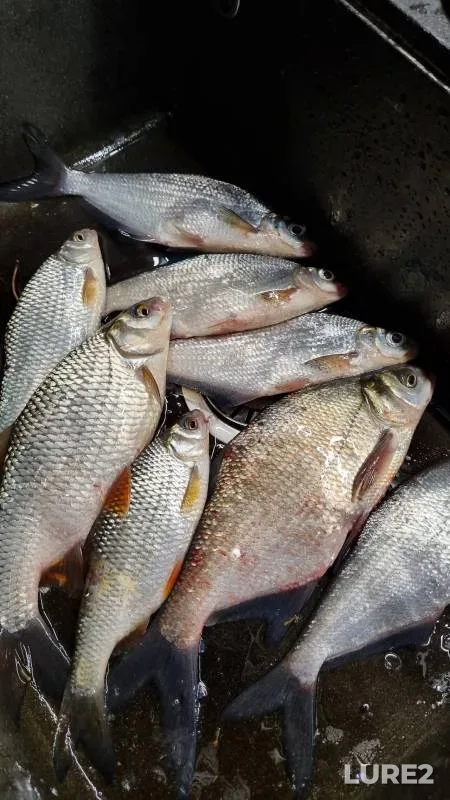 Bream, Roach — Oka, Nov 15, 2024