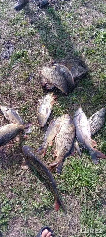 Carp — Penzenskaya oblast, Aug 25, 2024