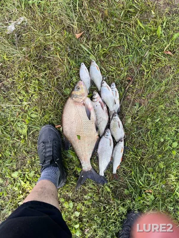 Bream, Roach — Sura, Aug 25, 2024