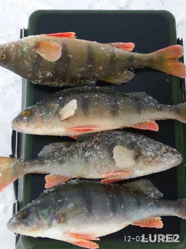 Perch — Dubnenskaya protoka, Feb 13, 2017