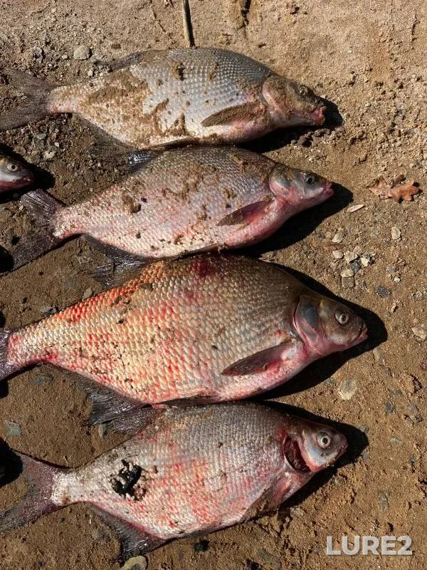 Bream — Penzenskoye, Sep 15, 2024