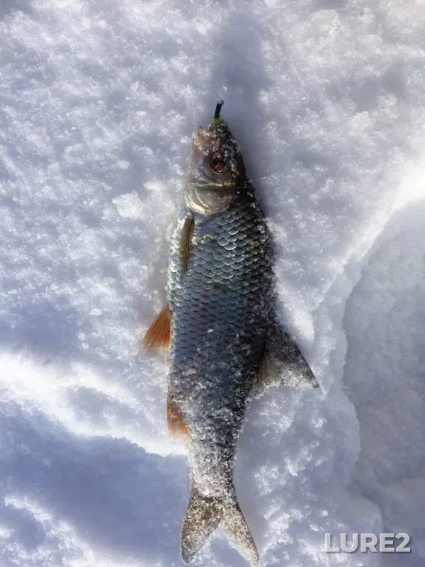 Pike, Roach — Rybinskoye, Feb 23, 2018