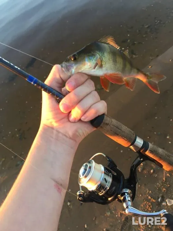 Perch — Volga, Jul 30, 2018