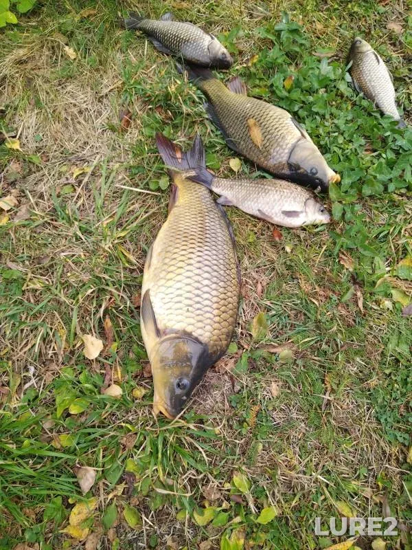 Carp, Crucian carp — Vyas, Oct 06, 2024
