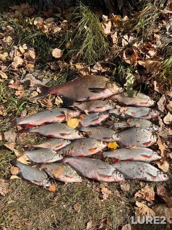 Bream, White bream — Sura, Sep 29, 2024