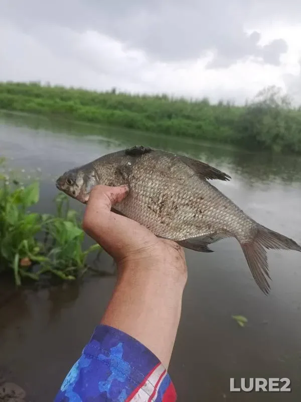 Bream — Upa, Jun 24, 2024