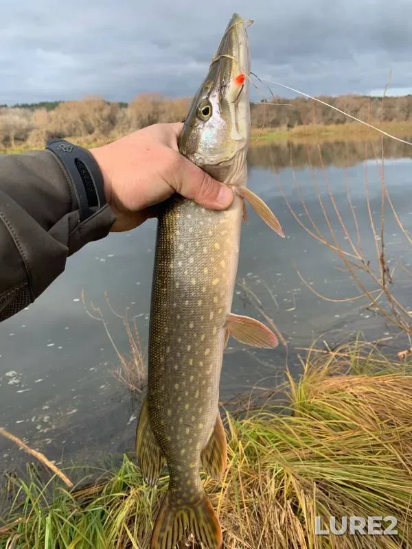 Pike — Oka, Nov 16, 2024