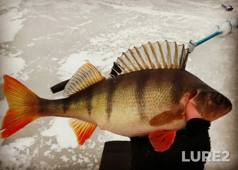 Perch — Leningradskaya oblast, Volkhovskiy rayon, Jan 24, 2017