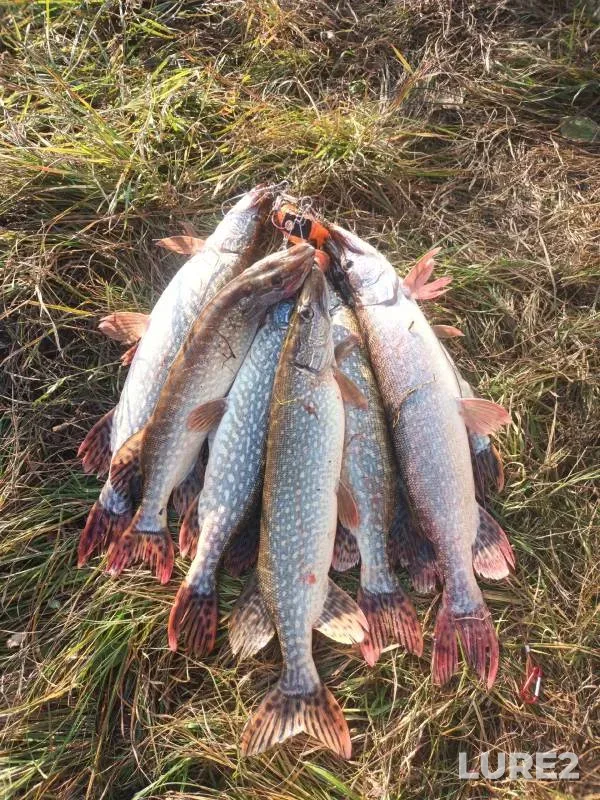 Pike — Kobylinka, Oct 12, 2024