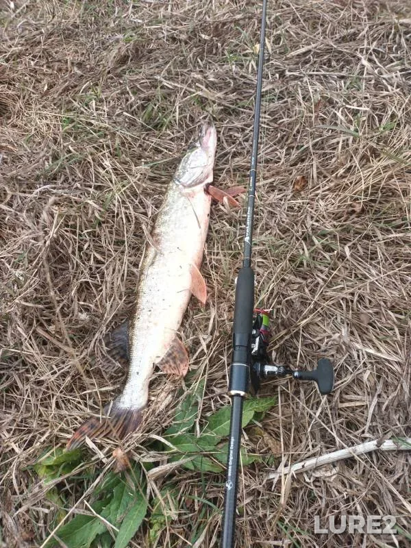 Pike — Kobylinka, Oct 19, 2024