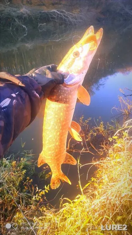 Perch, Pike — Tulskaya oblast, Oct 26, 2024