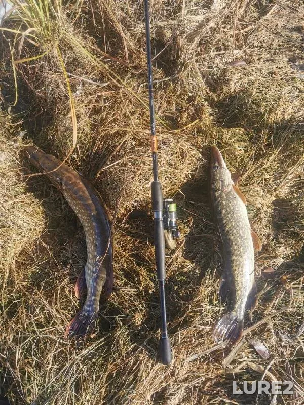 Pike — Zaytsevskiy, Nov 13, 2021