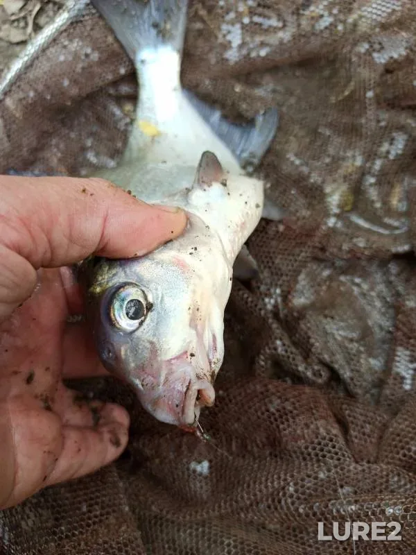 Bream, Roach — Upa, May 21, 2023