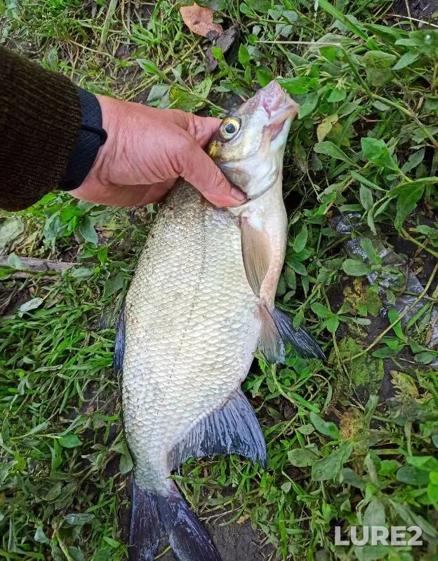 Bream, Perch — Upa, Jul 02, 2023