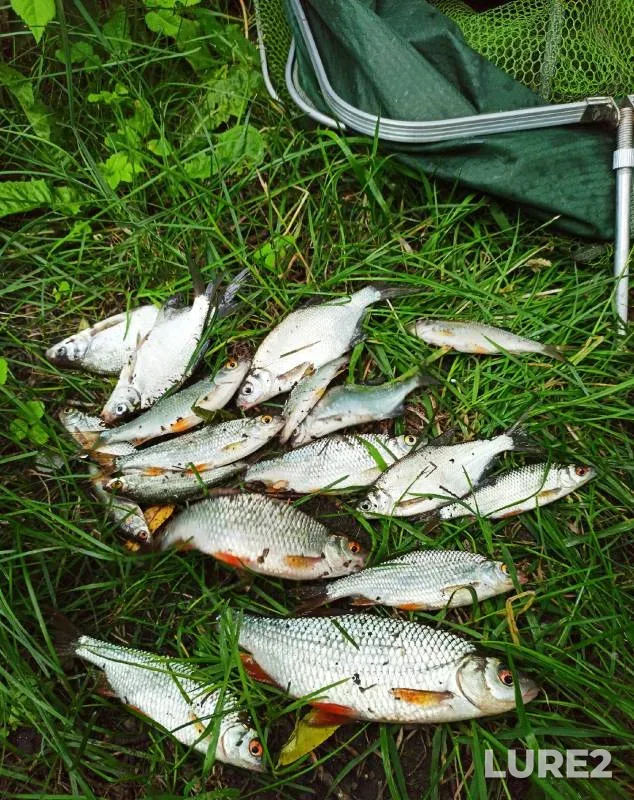 Bream, Roach — Upa, Jul 16, 2023