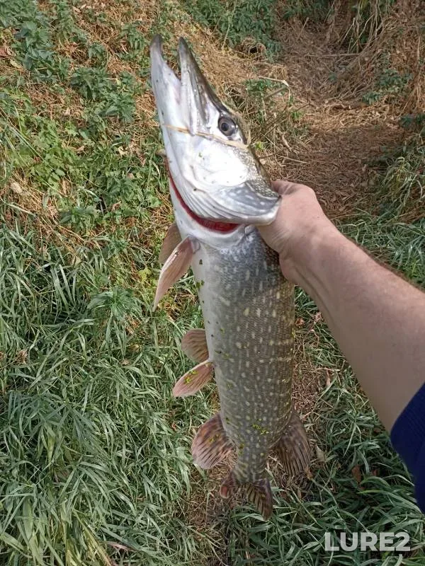 Pike — Upa, Sep 19, 2024