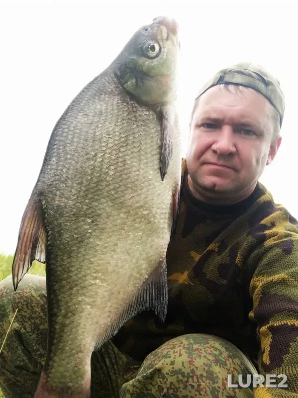 Bream — Tulskaya oblast, Jul 27, 2023