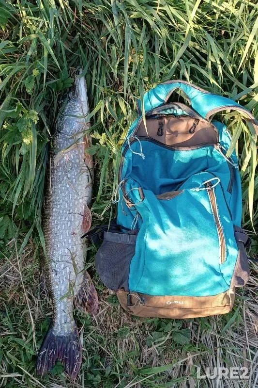 Pike — Upa, Sep 21, 2024