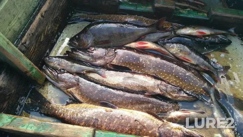 Perch, Pike — Khalkoyoki, Aug 18, 2017