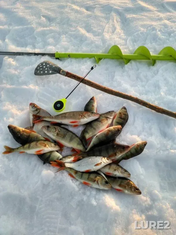 Bream, Perch — Shablish, Apr 01, 2019