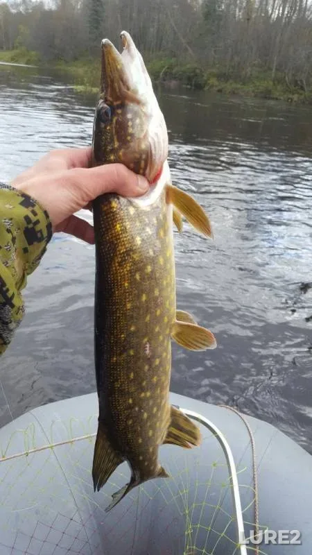 Perch, Pike — Kapsha, Oct 01, 2016