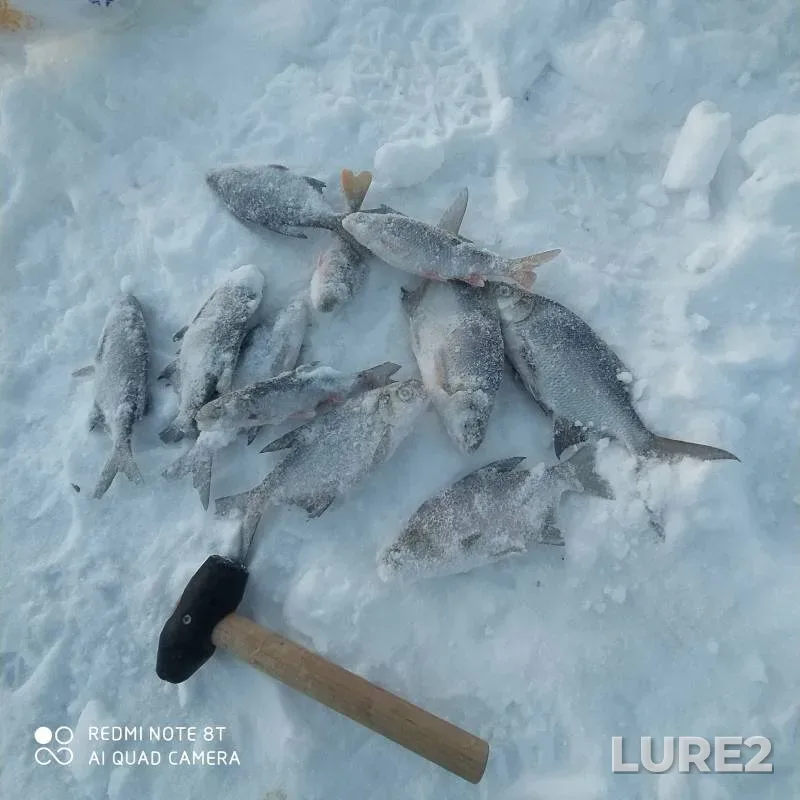 Bream, Roach — Tom, Feb 18, 2024