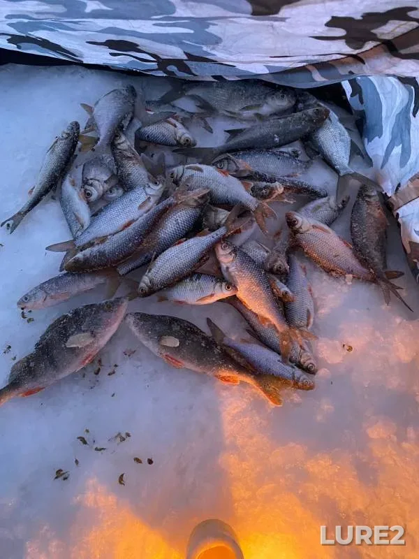 Bream, Perch — Tom, Feb 25, 2024