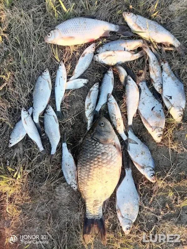 Bleak, Bream — Ob, May 16, 2024