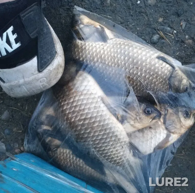 Crucian carp — Beloye, Jun 13, 2024