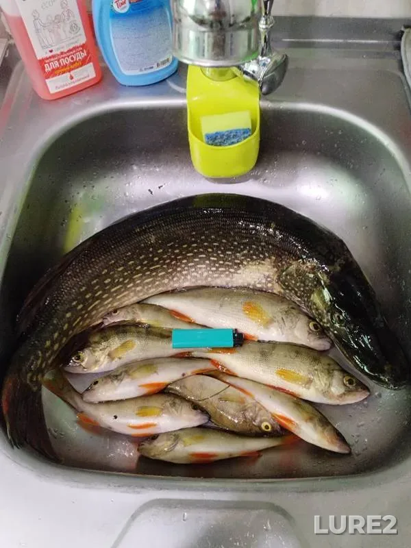 Perch, Pike — Klyukvennaya, Jun 24, 2024