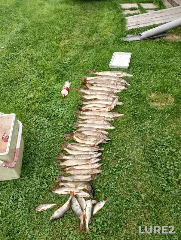 Perch, Pike — Ob, Aug 04, 2024