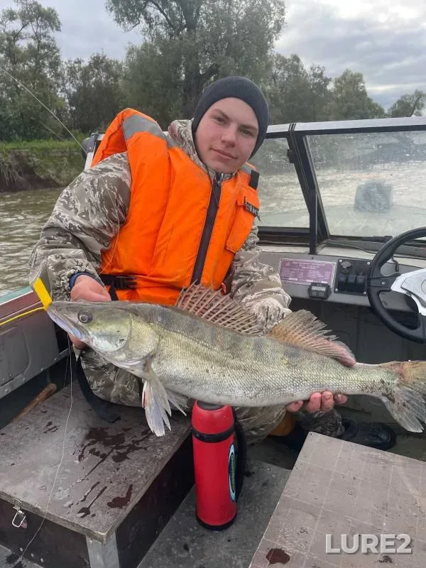 Zander — Ob, Sep 16, 2024