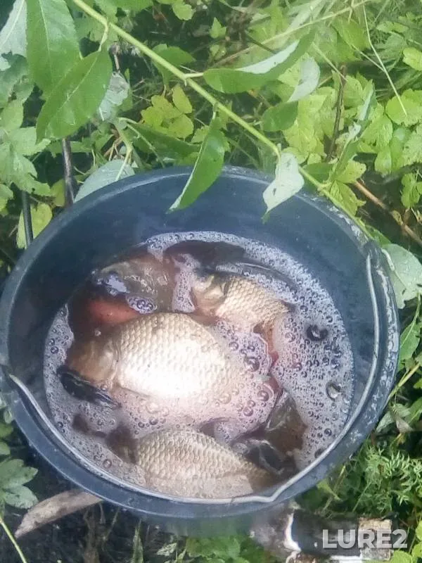 Crucian carp — Chulym, Jul 21, 2020