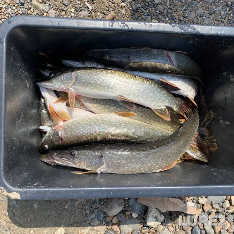 Pike — Ob, Jul 31, 2020