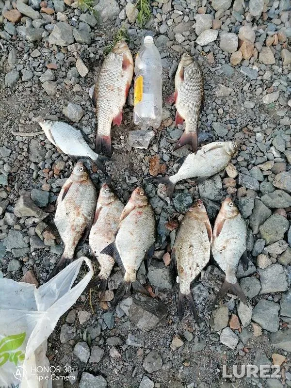 Bream, Ide — Tom, May 30, 2022