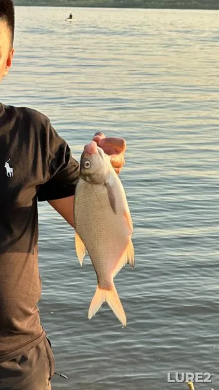 Bream, Ide — Tom, Jun 09, 2023