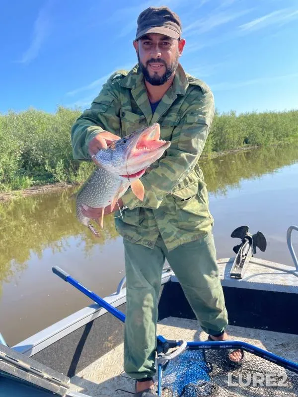 Perch, Pike — Chulym, Aug 18, 2024