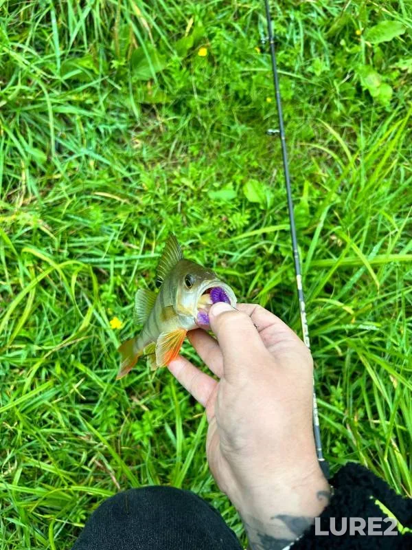 Perch — Klyukvennaya, Sep 05, 2024