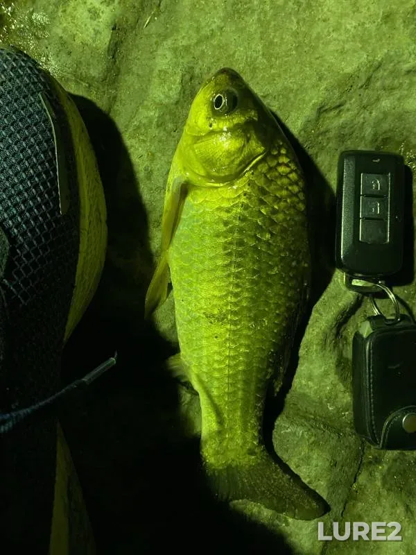 Crucian carp — Beloye, Sep 08, 2024