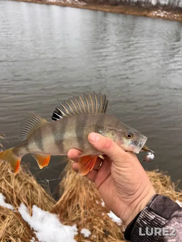 Perch, Pike — Tomskaya oblast, Krivosheinskiy rayon, Nov 04, 2024
