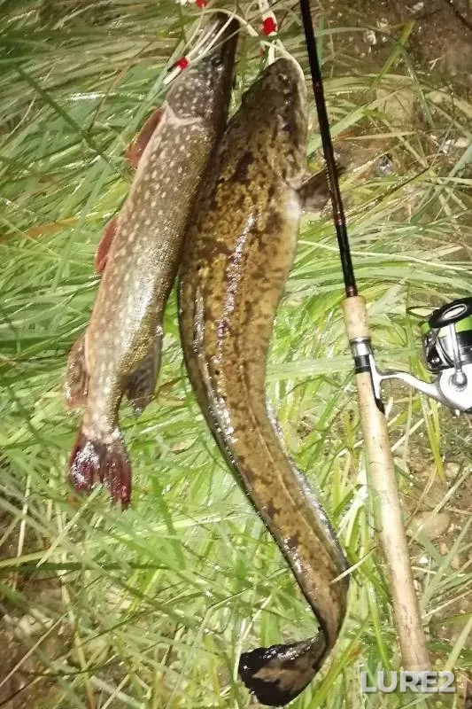 Burbot, Pike — Oka, Oct 28, 2024