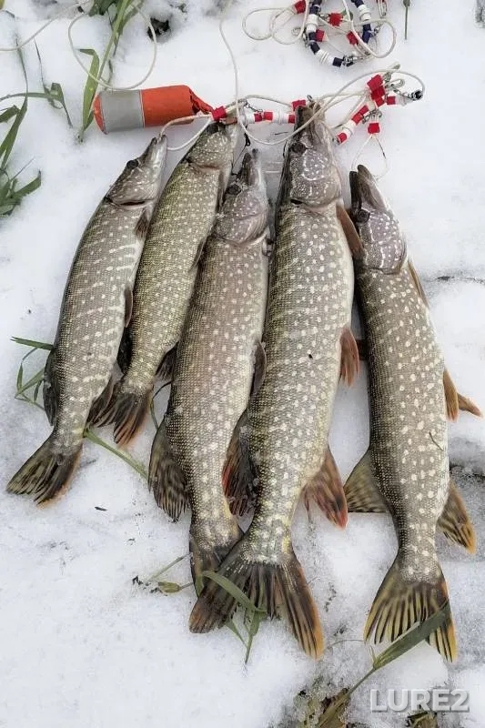 Pike — Nerpetskoye, Nov 05, 2024