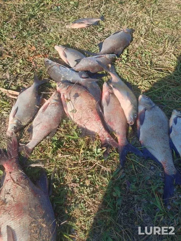 Bream — Volga, Sep 08, 2024