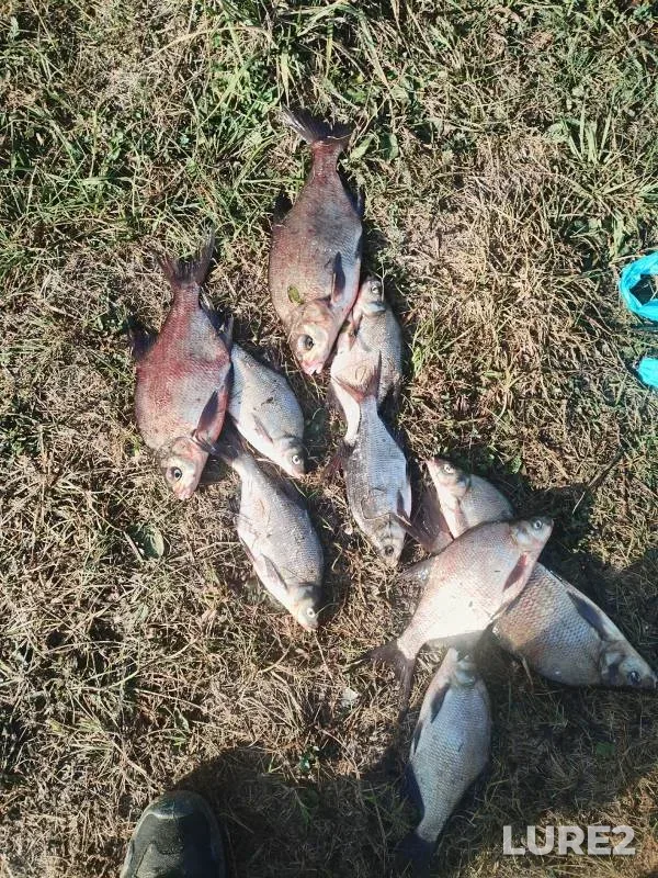Bream — Volga, Sep 14, 2024