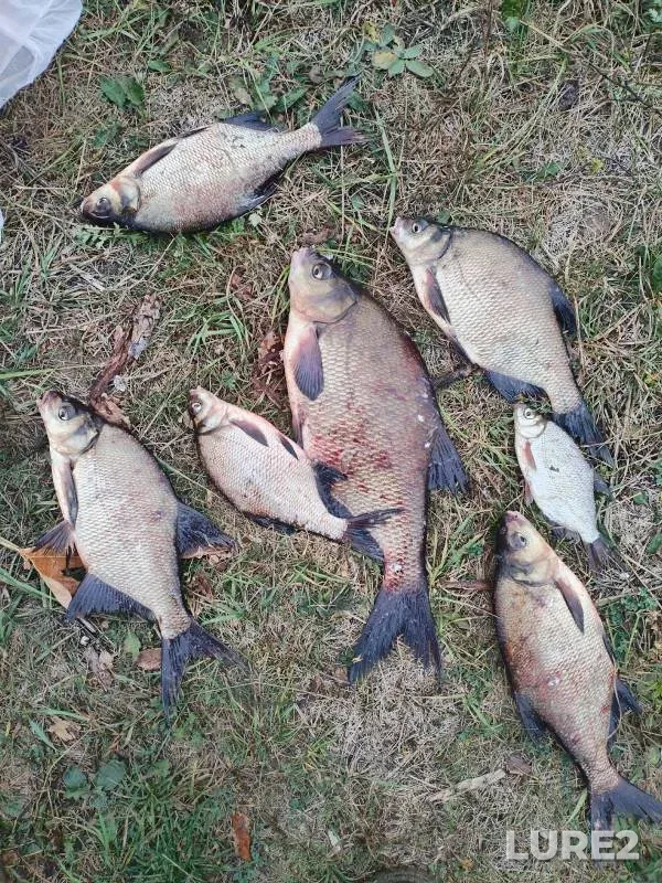 Bream — Volga, Sep 22, 2024