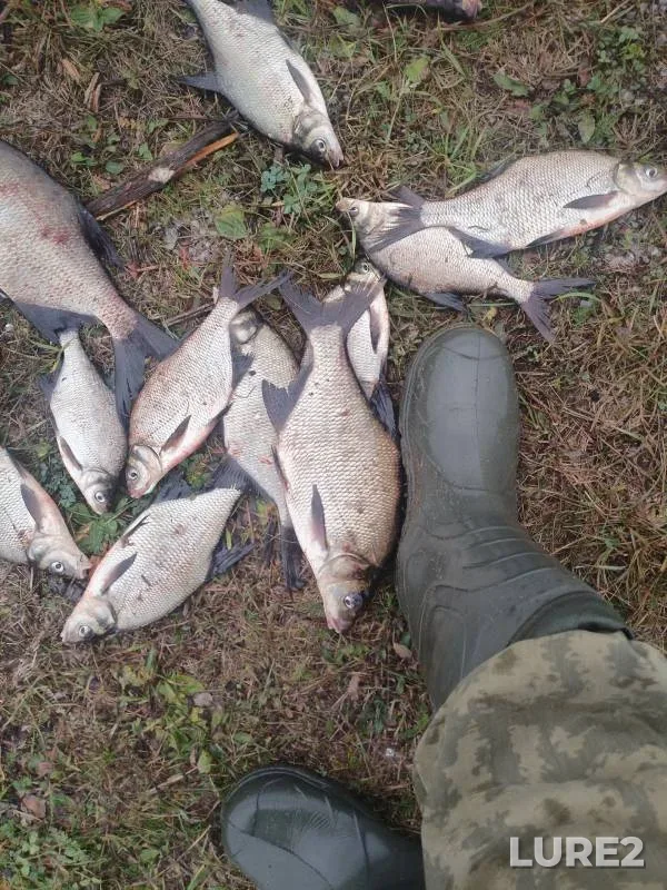 Bream — Volga, Sep 29, 2024