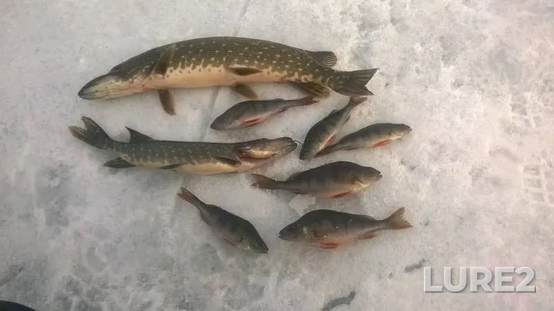Perch, Pike — Nungosha, Mar 27, 2016
