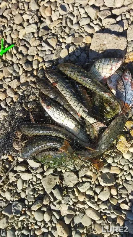Crucian carp — Don, Aug 25, 2022