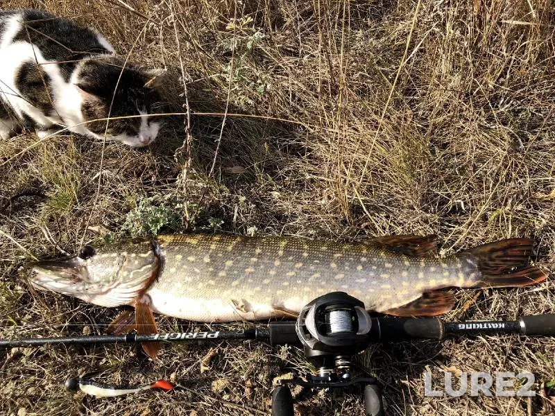 Pike — Bityug, Oct 29, 2020