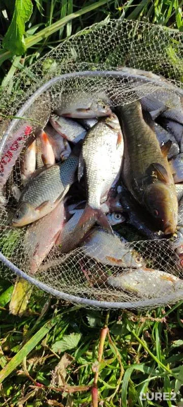 Crucian carp, Tench — Liplyay, Sep 11, 2021